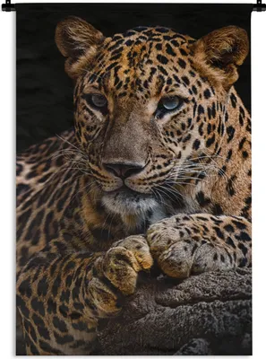 Produktbild von MuchoWow® Wandteppich Wandbehang Wildtiere - Panther - Porträt - Schwarz - Tiere 120x180 cm Tapisserie Dekoration Wandtuch - Schlafzimmer - Dekorationen für das Haus