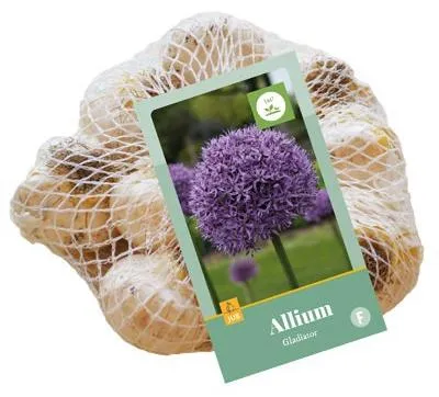 Produktbild von Zierlauch Gladiator (8 Stück) | Alliumzwiebeln von Jub Holland