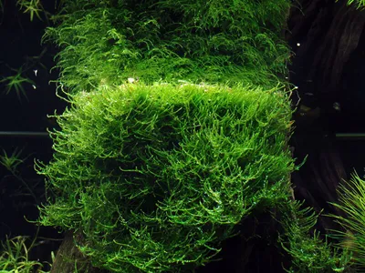 Produktbild von Aquarium Pflanze In Vitro 3x Moos Taxiphyllum barbieri Wasserpflanze 003 TC Set