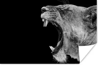 Produktbild von MuchoWow® Poster Tiere - Löwe - Schwarz - Weiß - Porträt 120x80 cm - Bilder