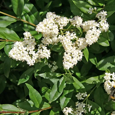 Immagine prodotto di 2 piante di Ligustro comune (Ligustrum vulgare), alte 60-80 cm, in vaso
