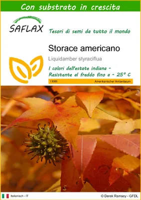Immagine prodotto di SAFLAX  - Storace americano - 100 semi - Con substrato - Liquidamber