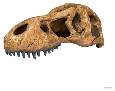 Productafbeelding van Hagen EX T-Rex schedel; PT2859