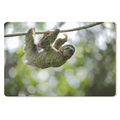 Produktbild von MuchoWow® Schreibtischunterlage Ein Faultier hängt in den Bäumen 60x40 cm - XXL Mauspad - Großes Mauspad