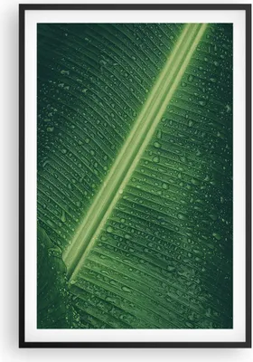 Produktbild von Gerahmtes Poster - Schwarzer Rahmen - Makro Blatt Tropfen - 61x91,5 cm - Wand Bild - Wanddeko - Wandbilder - Kunstposter - Wandposter - Bilderrahmen - Bilder - Kunstdruck - P2BPA61x91-4372