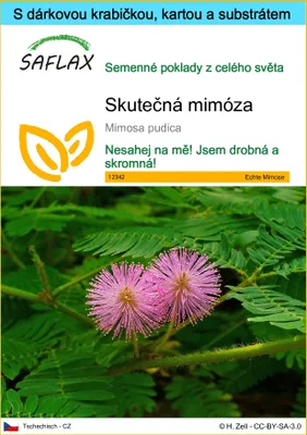 Obrázek produktu pro SAFLAX Dárková sada - Skutečná mimóza - Mimosa pudica - 70 Semena - S dárkovou krabičkou, přepravním štítkem, dárkovou kartou a pěstebním médiem