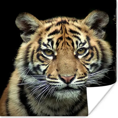 Produktbild von MuchoWow® Poster Tiger - Schwarz - Jungtier 30x30 cm - Wandposter - Printing
