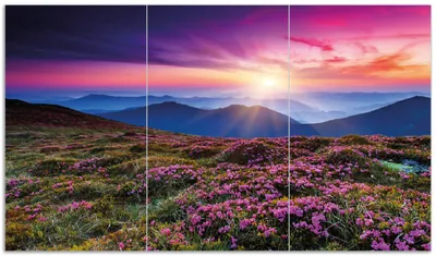 Produktbild von Wallario Herdabdeckplatte aus Glas, Größe 90 x 52 cm 3-teilig, Motiv Blumenbedeckte Wiese bei Sonnenuntergang