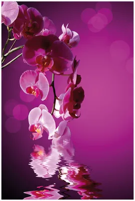 Produktbild von Wallario Premium Glasbild, freischwebende Optik, kräftige Farben, Größe 90 x 60 cm Motiv Rosafarbene Orchidee  Blüten in pink