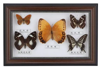 Schmetterlingspräparat, 5 echte Schmetterlinge, Wanddeko, schwarz
