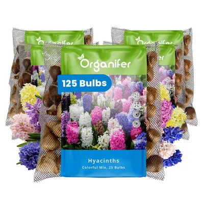 Produktbild von 125 Hyazinthenzwiebeln – Bunte Mischung (XXL Zwiebelgröße 16/17 cm) - Organifer