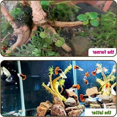 Produktbild von Rhododendron Wurzel Driftholz - Aquarium Holz Ornament - Aquarium Landschaft Erstellen - Vorbehandelt für Direkt Zink - 25-30 cm - Holzfarbe