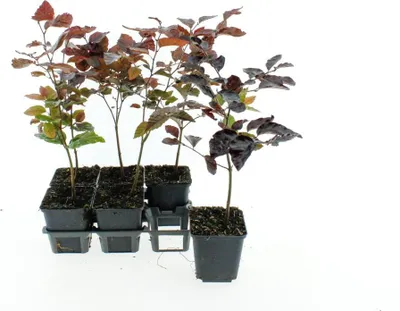 Immagine prodotto di Faggio europeo Fagus sylvatica Atropunicea 40-60 cm in vaso - Faggio rosso, albero da giardino, arbusto ornamentale per siepi e piante singole