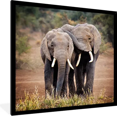 Produktbild von MuchoWow® Gerahmtes Poster Elefantenfreunde 40x40 cm - Poster mit Schwarzem Bilderrahmen Wandposter Rahmen Foto Bilder - Mit Rahmen - Wanddekoration Schlafzimmer