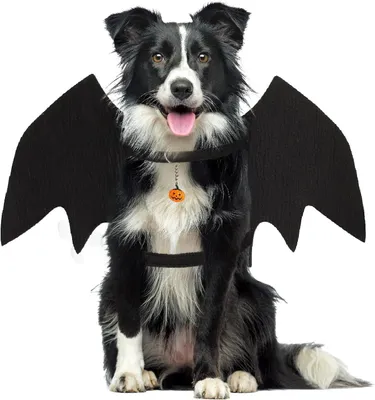Image de Costume de chien chauve-souris, ailes réglables, taille XL, tour de poitrine de 68 à 119 cm, idéal pour Halloween