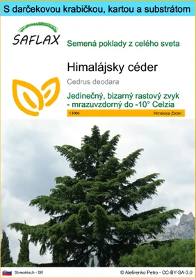 Obrázok produktu pre SAFLAX Darčeková sada - himalájsky céder - Cedrus deodara - 35 Semená - S darčekovou krabičkou, prepravným štítkom, darčekovou kartou a pestovateľským médiom