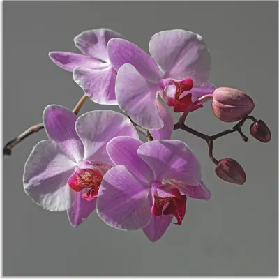 Produktbild von ARTland Wandbild Alu für Innen & Outdoor Orchideentraum Größe: 30x30 cm