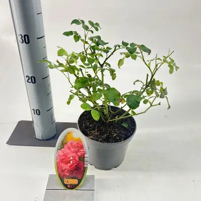Image de Rosa (H) 'Mirato' ® - Rose | 15-20 cm en pot