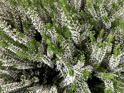 Zdjęcie produktu dla 12 x Calluna vulgaris white/blanc - wrzos, wrzos pączkowy 10-12 cm w doniczce 10,5 cm