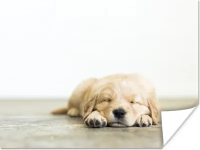 Produktbild von MuchoWow® Poster Ein Porträt eines schlafenden Welpen 120x90 cm - Wandbild