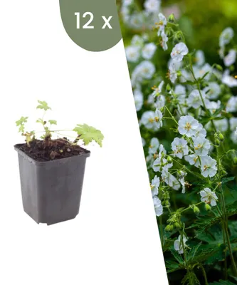 Productafbeelding van Planten van Frank | 12 Balkan-snavelwort 'White Ness' planten | Geranium macrorrhizum 'White Ness' | Bodembedekker | Winterhard | Meerjarig | Tuinplanten