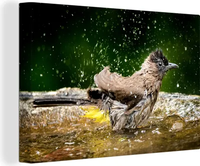Produktbild von OneMillionCanvasses® - Leinwandbilder - 140x90 cm, Vogel - Vogeltränke - Wasser, Wandbilder Kunstdruck Wanddekoration