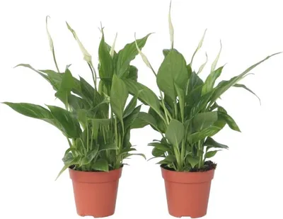 Produktbild von Friedenslilie - Einblatt - 6 Stk - Spathiphyllum Torelli - Höhe 30-45cm - ⌀12cm