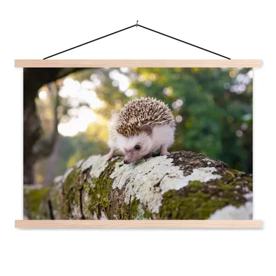 Produktbild von MuchoWow® Textilposter Igel läuft auf Ast 120x80 cm mit holzfarbenen Rahmen - Aufhängeset