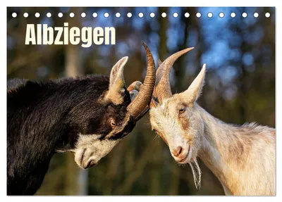 Produktbild von Albziegen (Tischkalender 2027 DIN A5 quer), CALVENDO Monatskalender