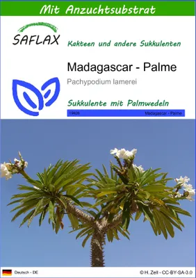 Produktbild von SAFLAX - Kakteen - Madagascar - Palme - 10 Samen - Mit keimfreiem Anzuchtsubstrat - Pachypodium lamerei