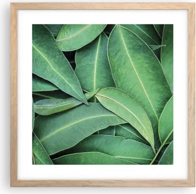 Produktbild von Gerahmtes Poster - Rahmen in heller Eiche - Blätter Eukalyptus Natur - 40x40 cm - Wand Bild - Wanddeko - Wandbilder - Kunstposter - Wandposter - Bilderrahmen - Bilder - Kunstdruck - P2NAC40x40-4933
