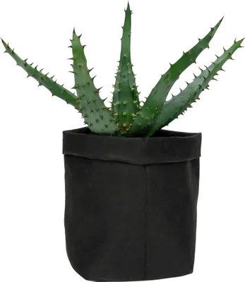 Produktbild von QUVIO Pflanzentasche - Blumentopf Kraftpapier - Blumentöpfe für drinnen - Blumentöpfe für draußen - 9 x 9x 15 cm - Schwarz