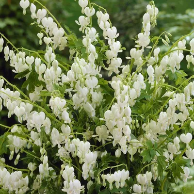 Obrázok produktu pre 6 x vysoká srdcovka  - Dicentra spectabilis 'Alba'  | Kvetináč 9 cm x 9 cm