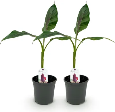 Immagine prodotto di Pianta di banana Musa sikkimensis Red Tiger – 2 piante – Resistente al freddo – Pianta da frutto – Ø 17 cm, altezza circa 40 cm – Foglie verdi