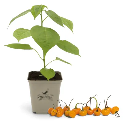 Artikelbild 2 von 'Chilipflanze Aji Charapita Orange' aus der Kategorie Chilipflanzen