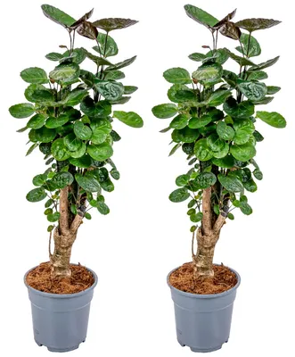 Produktbild von 2er-Set Polyscias Fabian, Fiederaralie, 50-60 cm, Topf 17 cm