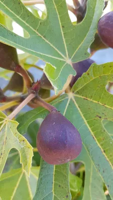 Image de Ficus carica LITTLE MISS FIGGY® 'LMF01' / Figuier nain