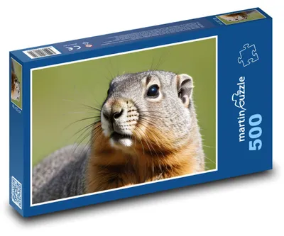 Zdjęcie produktu dla martinpuzzle - Puzzle 500 elementów - Svišť