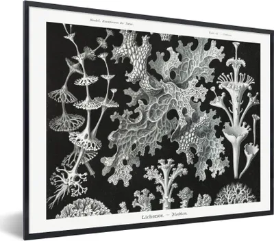 Produktbild von MuchoWow® Gerahmtes Poster Moos - Botanisch - Vintage - Schwarz und weiß - Pilz Illustration 40x30 cm - Poster mit Schwarzem Bilderrahmen Wandposter Rahmen Foto Bilder - Kunstposter - Wanddekorationen