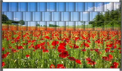 Produktbild von Wallario Zaunsichtschutz mit Motiv Mohnblumenfeld- rote Blumen unter blauem Himmel für Ein- und Doppelstabmatten Zäune in der Größe 250 x 140 cm