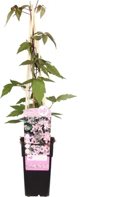 Produktbild von 2 x  Waldrebe montana  - Clematis montana 'Fragrant Spring'  | 50-60 cm in Container
