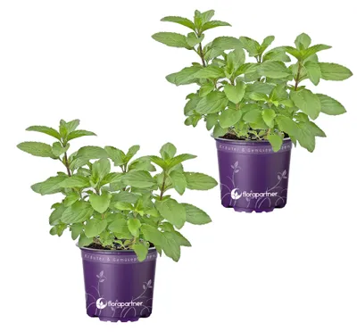 Produktbild von Zitronen Minze Mentha gracilis 2er Set