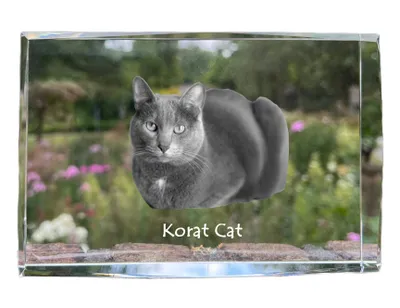 Zdjęcie produktu dla Korat - kryształ ze zdjęciem kota, zdjęcie w szkle, nowoczesna ekspozycja zdjęcia marki Art-Dog