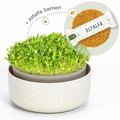 Produktbild von OraGarden Keimsprosskit mit Alfalfa Samen