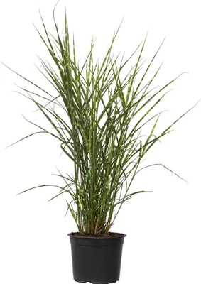 Produktbild von Chinaschilf Zebrinus - Miscanthus sinensis 'Zebrinus' - Höhe 20-30cm - ⌀23cm