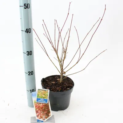 Produktbild von Acer palmatum - Fächerahorn | 30-40 cm im Topf