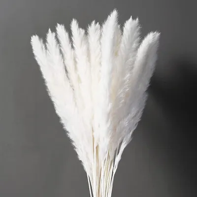 Produktbild von 30 x Getrocknetes Pampasgras Trockenblumen natürlicher Blumenstrauß Deko für Inneneinrichtungen Fotografie Hochzeit weiß