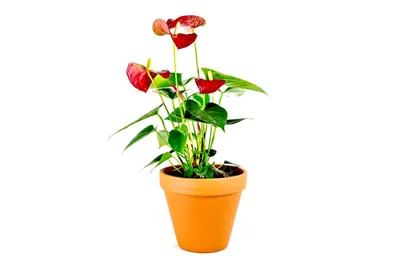 Obrázek produktu pro Gardners Anthurium andraeanum červená, průměr 12 cm