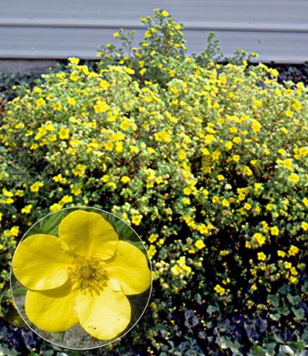 Produktbild von BALDUR Garten 1x Fingerstrauch Goldfinger Fingerkraut im 9x9 cm-Topf, Potentilla fruticosa, kompakter Wuchs, winterharte Pflanze, für Standort in der Sonne geeignet, blühend