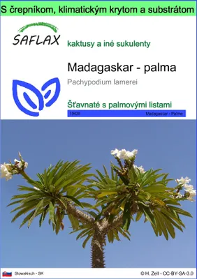 Obrázok produktu pre SAFLAX Garden to go - Madagaskar - palma - Pachypodium lamerei - 10 Semená - S črepníkom, klimatickým vekom a pestovateľským substrátom